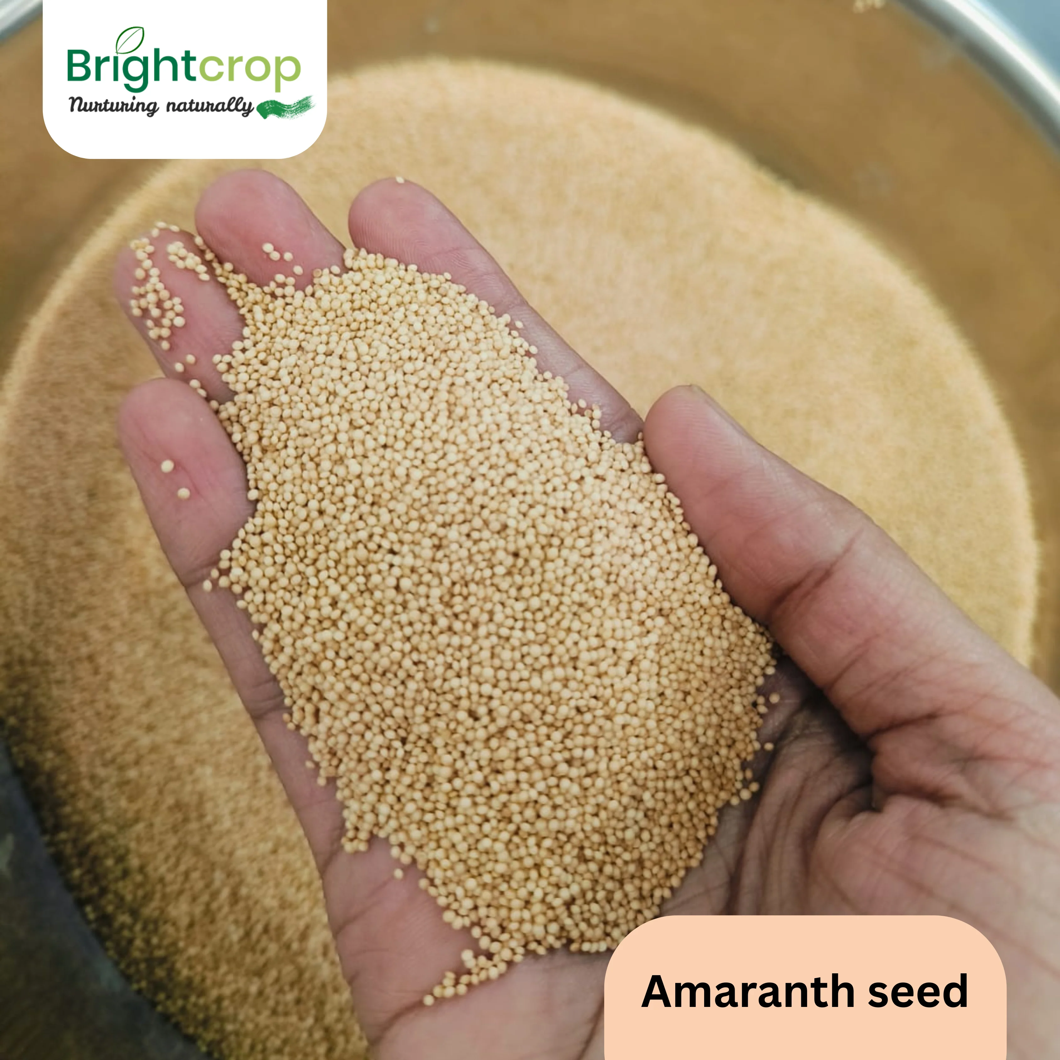 Amaranth, Rajgira - Image 5