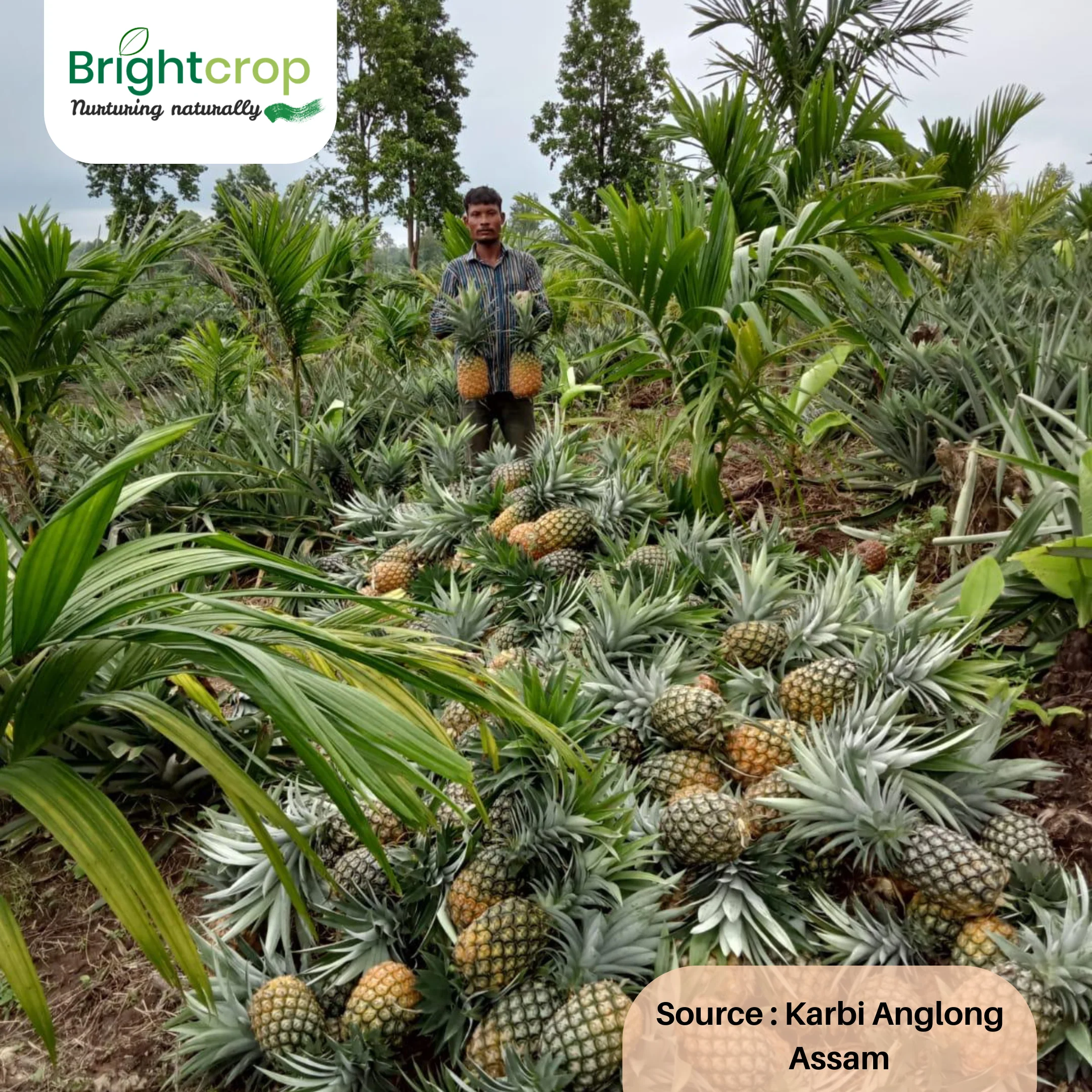 Fresh Pineapples - Image 11