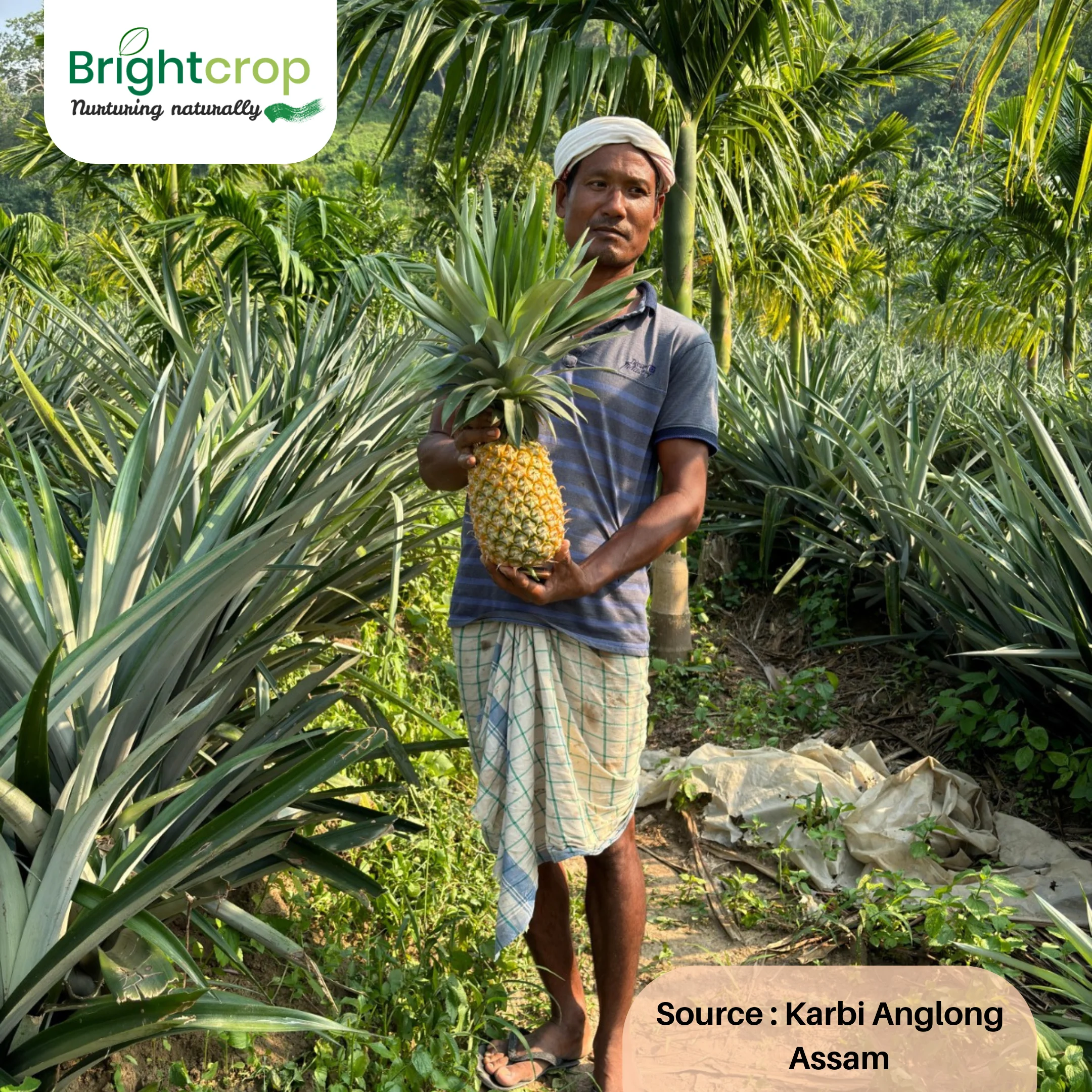 Fresh Pineapples - Image 9