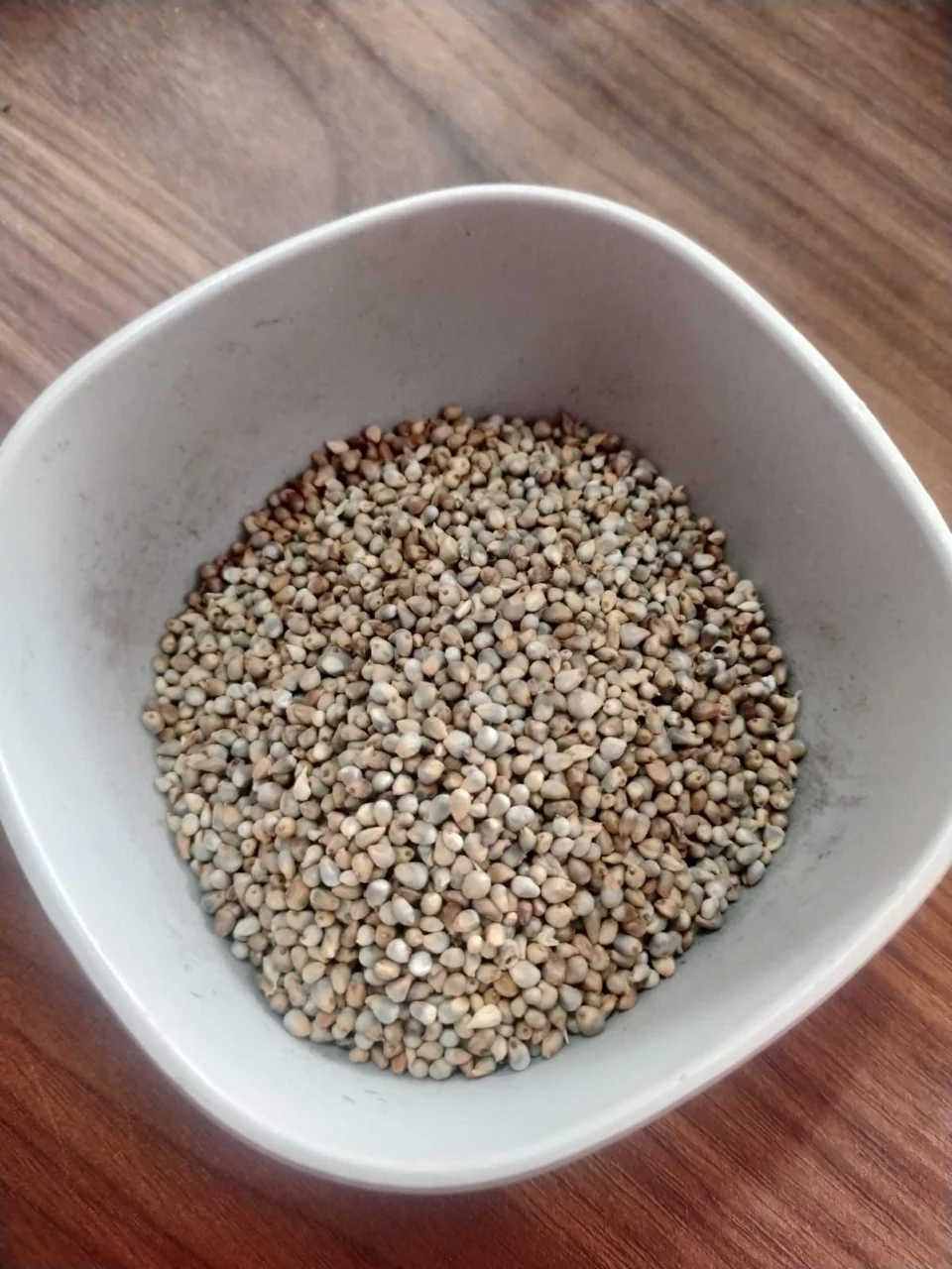 Pearl Millet, Bajra - Image 4