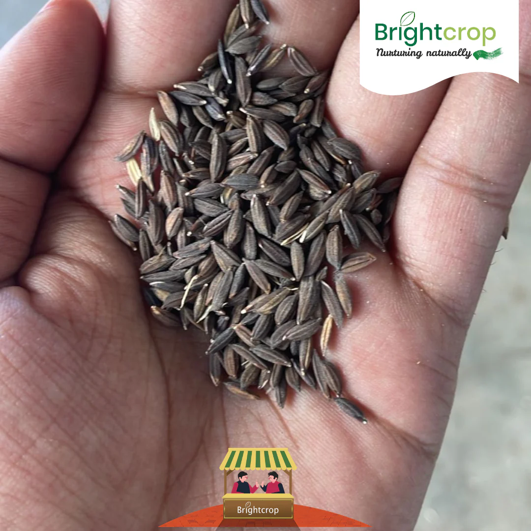 Kalanamak Rice, Siddharthnagar origin - Image 10
