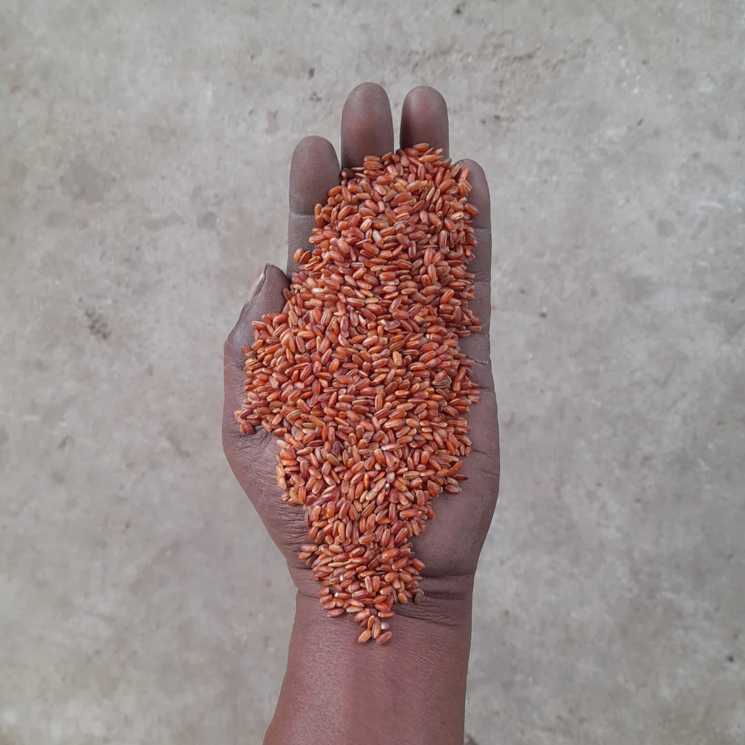 Red Rice | Himalayan (5KG Pack) - Image 7